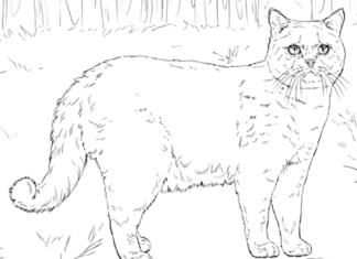 Kot brytyjski obrazek do drukowania