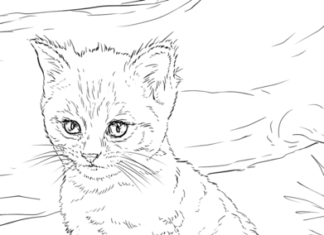 Słodki kotek obrazek do drukowania