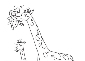 żyrafy obrazek do drukowania