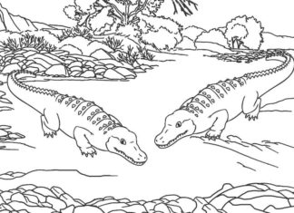 Dwa aligatory aligatory obrazek do drukowania