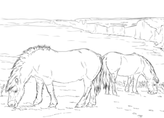 kucyki kolorowanka do druku