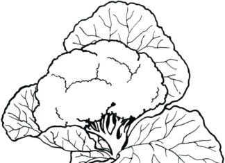 Kalafior kalafior obrazek do drukowania