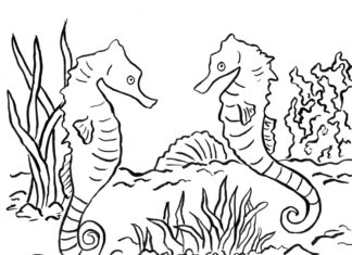 Koniki morskie koniki morskie obrazek do drukowania