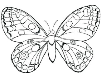 motylek obrazek do drukowania