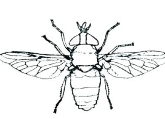 pszczoła obrazek do drukowania