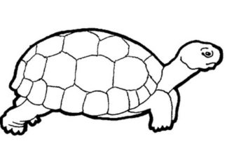 Rysunek żółwia rysunek zółwia obrazek do drukowania