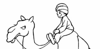 Wielbłąd z arabem Wielbłąd kolorowanka obrazek do drukowania