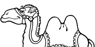 Wielbłąd dwa garby Wielbłąd obrazek do drukowania