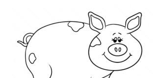 Świnka – kolorowanka