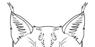 Głowa rysia ryś kolorowanka obrazek do drukowania