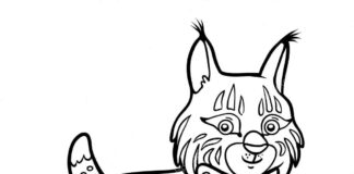 Słodki mały ryś ryś kolorowanka obrazek do drukowania