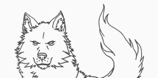 Dorosły wilk wilk kolorowanka obrazek do drukowania