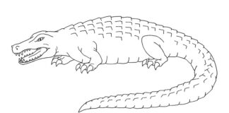 aligator na plaży obrazek do drukowania