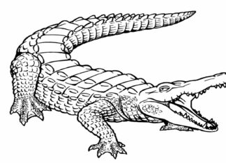 aligator na polowaniu obrazek do drukowania