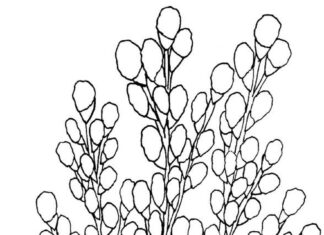 Bazie wielkanocne bazie wielkanocne obrazek do drukowania