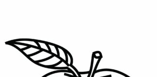 Czerwone jabłuszko czerwone jabłuszko obrazek do drukowania