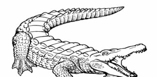 Duży krokodyl duzy krokodyl obrazek do drukowania