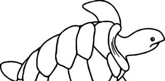 Dwa żółwie dwa żółwie obrazek do drukowanai