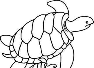 dwa żółwie obrazek do drukowanai