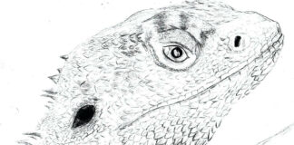Głowa jaszczurki głowa jaszczurki obrazek do drukowania