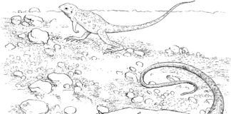 Jaszczurka na kamieniu jaszczurka na kamieniu obrazek do drukowania