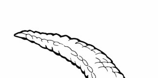 Krokodyl na plaży krokodyl na plaży obrazek do drukowania