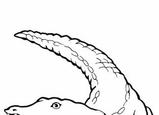 krokodyl na plaży obrazek do drukowania