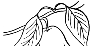 Trzy gruszki gruszki obrazek do drukowania