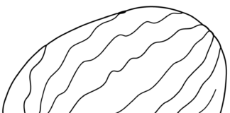 Pokrojony arbuz na deser pokrojony arbuz obrazek do drukowania