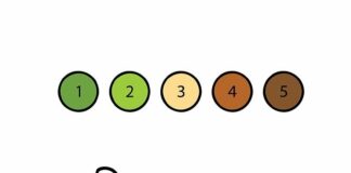 Pomaluj żółwia według kolorów żółw obrazek do drukowania