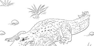 Przyczajony krokodyl przyczajony krokodyl obrazek do drukowania