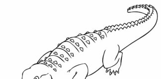 Przyczajony aligator aligator obrazek do drukowania