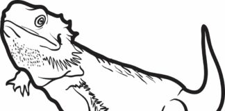 Wygrzewająca się jaszczurka wygrzewająca się jaszczurka obrazek do drukowania