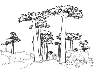 Afrykańskie drzewo Baobab Afrykańskie drzewo Baobab kolorowanka do drukowania