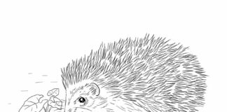 Spacerujący jeż Spacerujący jeż kolorowanka do drukowania