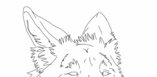 Głowa kojota Głowa kojota kolorowanka do drukowania