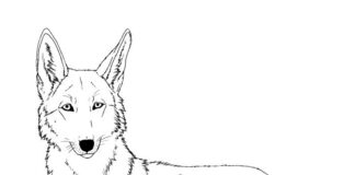 Dorosły kojot Dorosły kojot kolorowanka do drukowania
