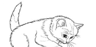 Kotek przy misce Kotek przy misce kolorowanka do drukowania