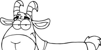 Koza z brodą Koza z brodą kolorowanka do drukowania