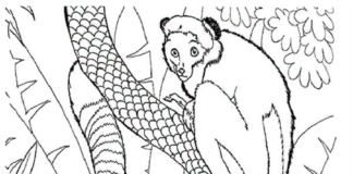 Lemury z Madagaskaru Lemury z Madagaskaru kolorowanka obrazek do drukowania