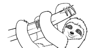 Leniwy leniwiec Leniwy leniwiec kolorowanka do drukowania