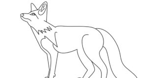 Lis na polowaniu Lis na polowaniu kolorowanka do drukowania