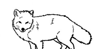 Lis Lis kolorowanka do drukowania