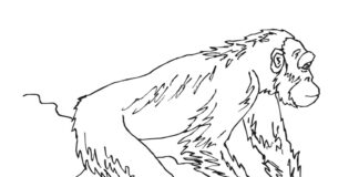 Małpa w lesie Małpa w lesie kolorowanka do drukowania