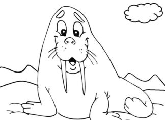 Uśmiechnięty mors kolorowanka do drukowania