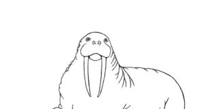 Mors na lodowcu Mors na lodowcu kolorowanka do drukowania