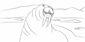 Dwa morsy Dwa morsy kolorowanka do drukowania