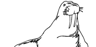 Arktyczny mors Arktyczny mors kolorowanka do drukowania