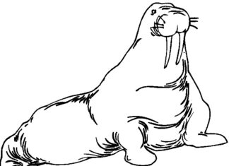 Arktyczny mors kolorowanka do drukowania