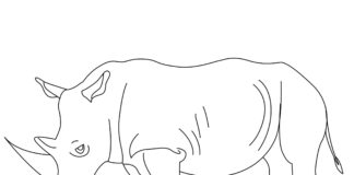 Nosorożec biały Nosorożec biały kolorowanka do drukowania